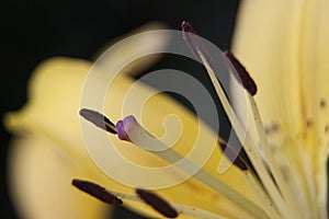 Macro of yellow lily flower