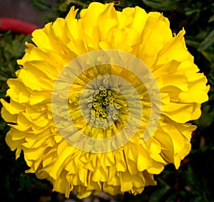 Macro of Yellow Marigold Flower.