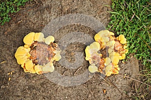 Macro of yellow mushroom mold top view with nobody