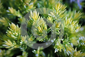 Macro of yellow new growth tips on a Holger Juniper