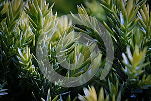 Macro of yellow new growth tips on a Holger Juniper