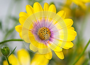 Macro of a yellow osteospermum flower