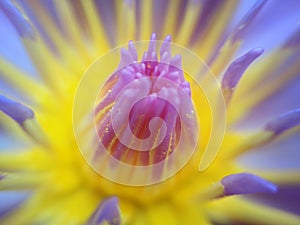 Macro on yellow pollen of blossom purple lotus flower or water lily