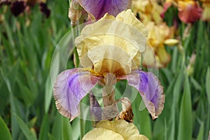 Macro of yellow and purple flower of Iris germanica