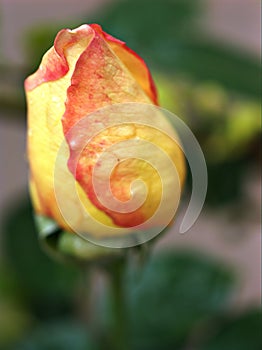 Macro yellow rose flower with water drops on black background ,sweet color ,closeup bud orange rose ,macro image, valentines day