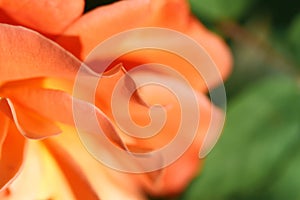 Macro of yellow rose on green background