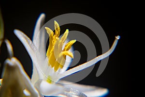 Macro of Yellow Stamen of Mexican tuberose