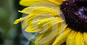 Macro Yellow Sunflower with Raindrops
