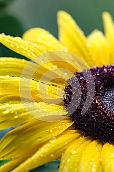 Macro Yellow Sunflower with Raindrops