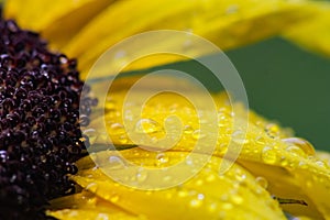 Macro Yellow Sunflower with Raindrops