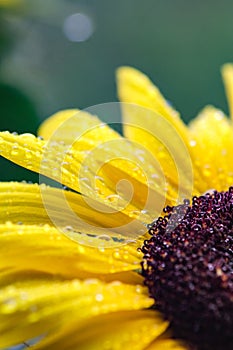 Macro Yellow Sunflower with Raindrops