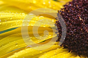 Macro Yellow Sunflower with Raindrops