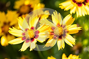 Macro of a yellow tickseed