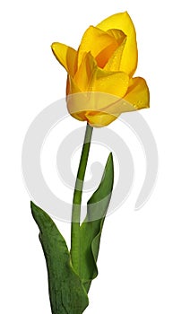 Macro of Yellow Tulip in Dewdrops on White