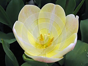 Macro yellow and white flower