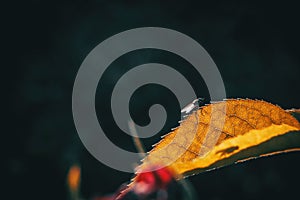 Macro of a yellowish leaf with a black bee resting on it