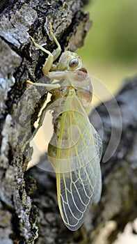 Young cicada on branch photo