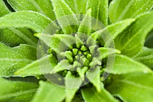 Macro of a young plant in spring