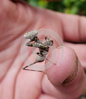 Macro of young praying mantis on human finger