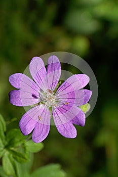 Macro of a young violet flower of wild Caucasian Geranium Geranium sylvaticum geranium growing in the foothills of the Caucasus