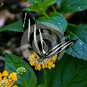 Macro of a zebra longwing butterfly