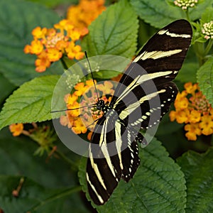 Macro of a zebra longwing butterfly