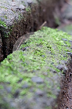 Macro zoom in photography photo - texture rock and moss nature green