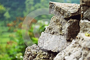 Macro zoom in - Texture rock climbing cliff on forest