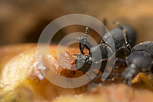 Macro of Zophobas morio or superworm.