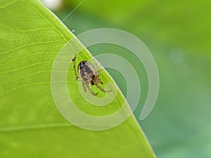 Macro of zygiella spider on green leaves