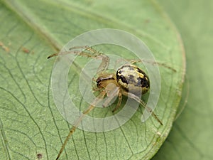 Macro of zygiella spider insect on green leaves