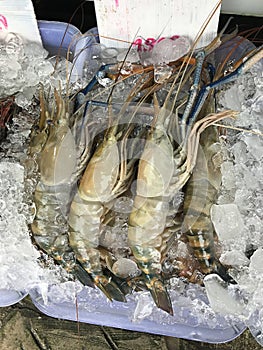 Macrobrachium rosenbergii or Giant river prawn or Giant freshwater prawn for sale at Seafood Market in Phuket, Thailand.