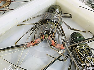 Macrobrachium rosenbergii or Giant river prawn for sale at Rawai Seafood Market in Phuket, Thailand.