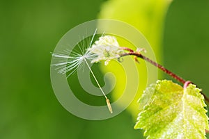 Macrocosm. Background, Concept and idea. The dandelion seed hanging on a branch. New life. photo