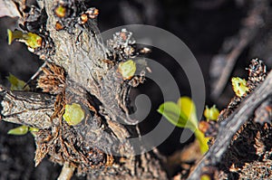 Macrocosm, green buds of barberry in spring, branches and bark of shrubs