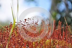 Macrocosm. Moss Kukushkin flax photo