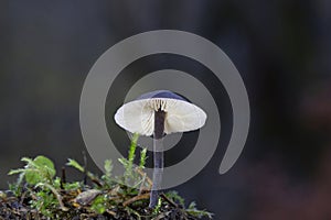 Macrocystidia cucumis is a common, inedible mushroom of the genus Macrocystidia photo