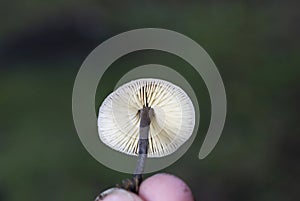 Macrocystidia cucumis is a common, inedible mushroom of the genus Macrocystidia, photo