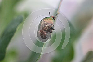 Green rose chafer