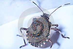 Macrofotography of brown stinkbug Halyomorpha halys, an invasive species from Asia