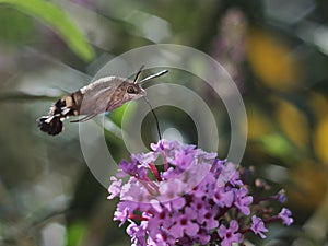 Macroglossum stellatarum