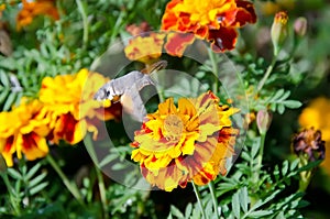 Macroglossum stellatarum on flower