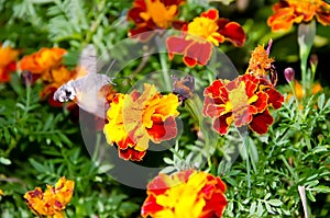 Macroglossum stellatarum on flower