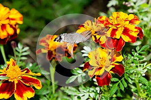 Macroglossum stellatarum on flower