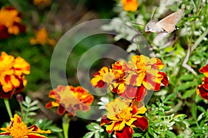 Macroglossum stellatarum on flower