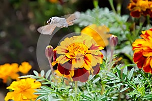 Macroglossum stellatarum on flower