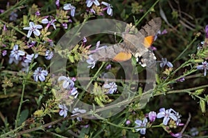 Macroglossum stellatarum fly and eat