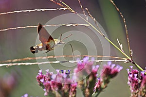 Macroglossum trochilus, the African hummingbird hawk-moth at a flower