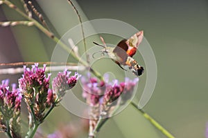 Macroglossum trochilus, the African hummingbird hawk-moth at a flower