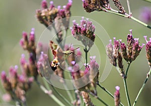 Macroglossum trochilus, the African hummingbird hawk-moth at a flower